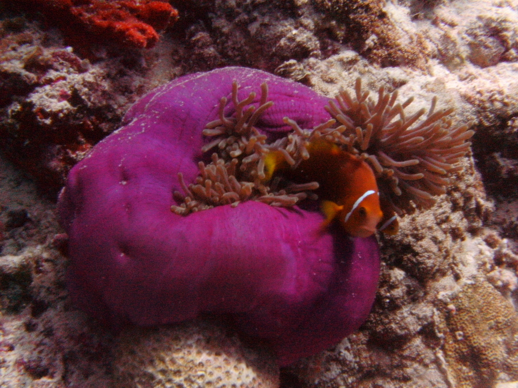 Maldives-24-25OCT2010 158 Maldives-24-25OCT2010 158